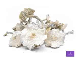 Albino mushrooms