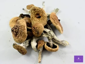 blue meanie mushrooms