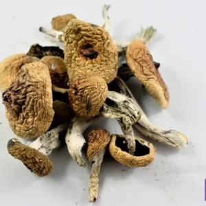 blue meanie mushrooms