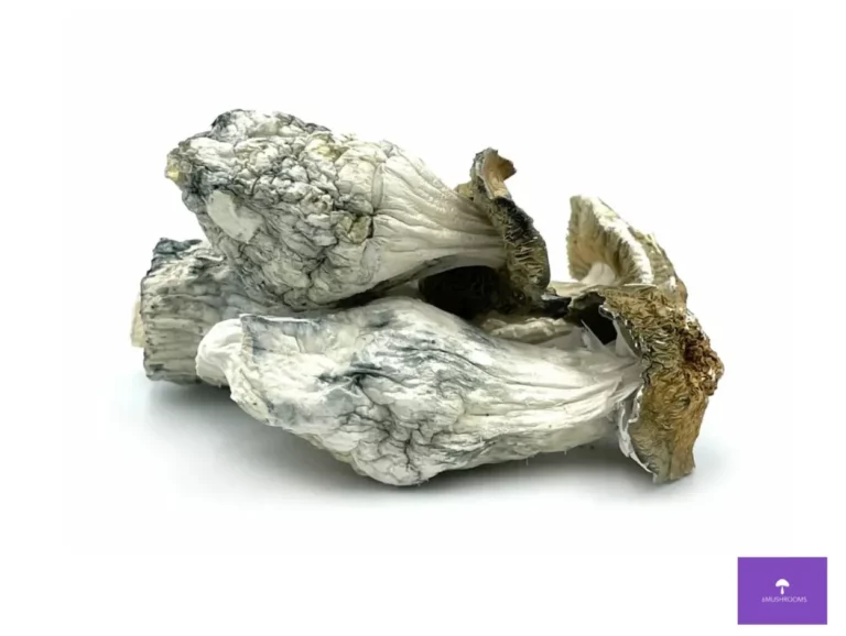 mckilla gorilla mushrooms