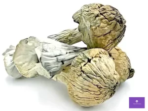 thrasher whole dried mushrooms