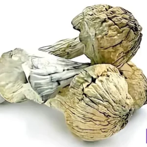 thrasher whole dried mushrooms