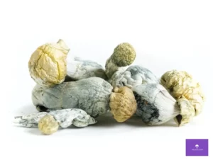 tidal wave whole dried mushrooms