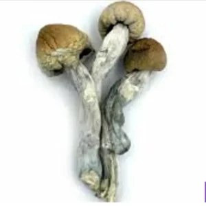 trinity whole dried mushrooms