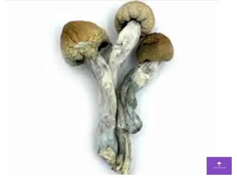 trinity whole dried mushrooms