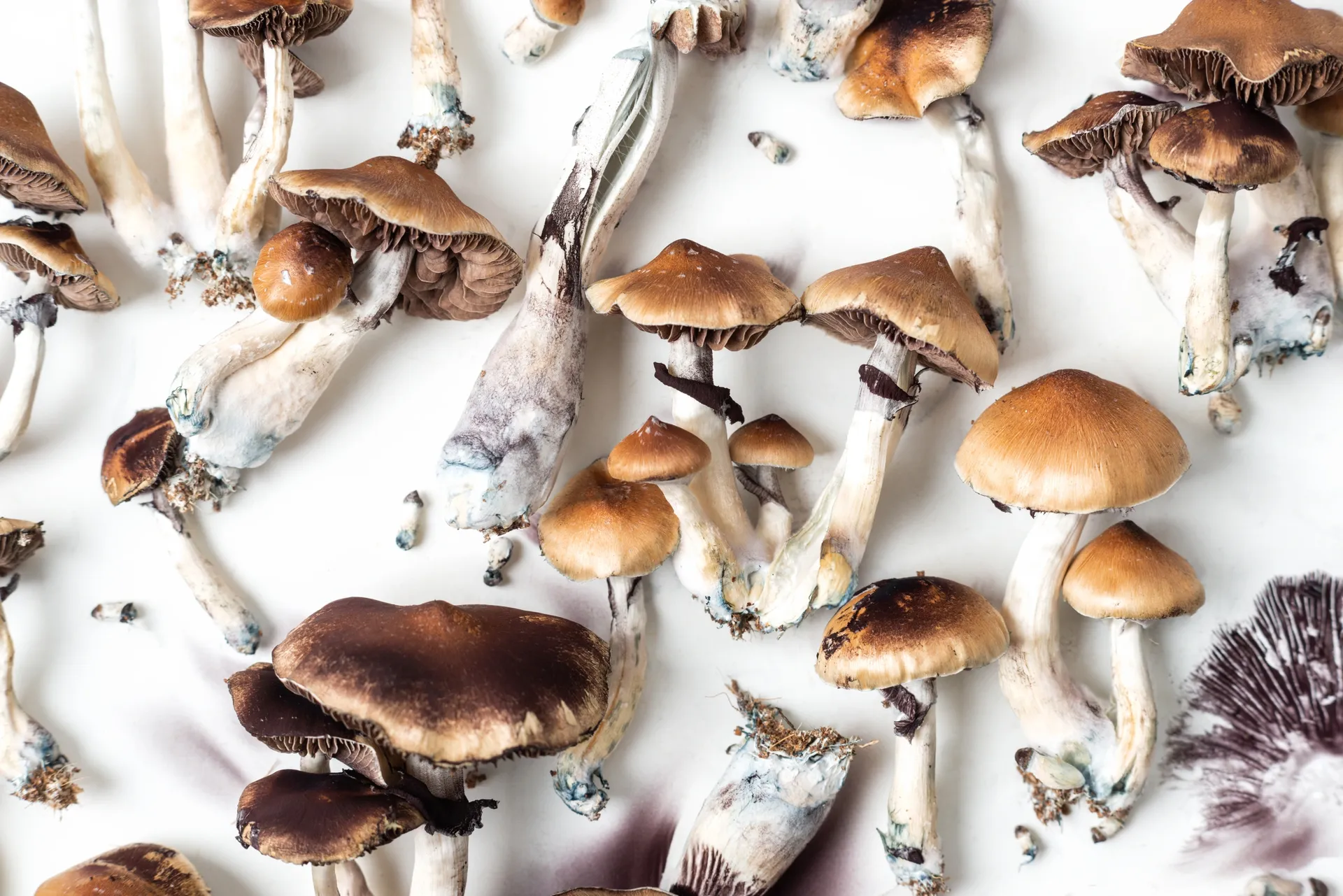 buy psilocybin mushrooms online at 6 mushrooms in Toronto