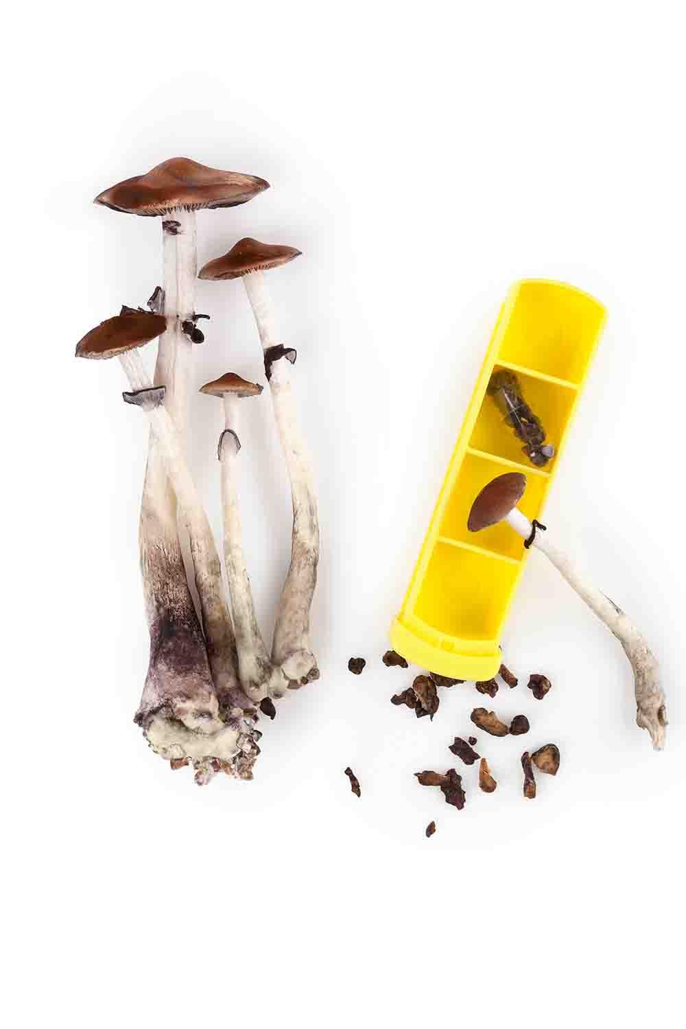 buy medical miushrooms online toronto