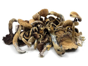 buy golden teacher mushrooms