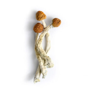 penis envy organic mushrooms