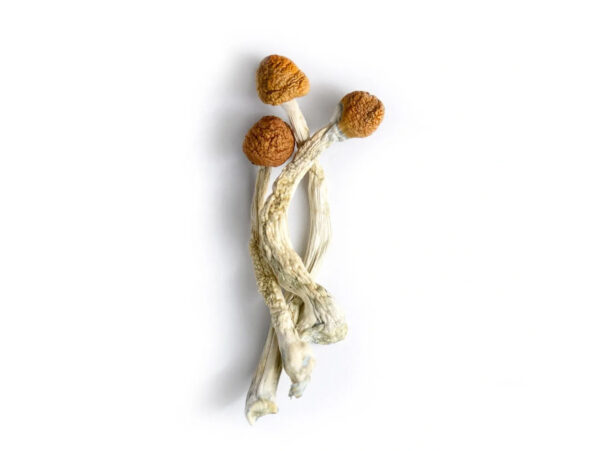 penis-envy-organic-mushrooms penis envy organic mushrooms