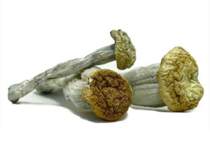 yeti mushrooms