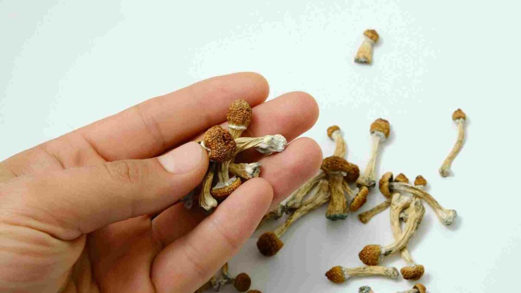 inner alchemy transforming emotional pain into resilience with psilocybin