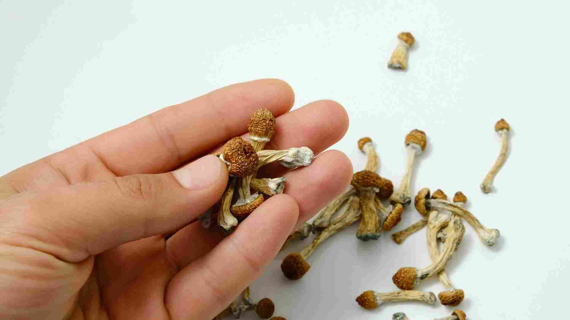 inner alchemy transforming emotional pain into resilience with psilocybin