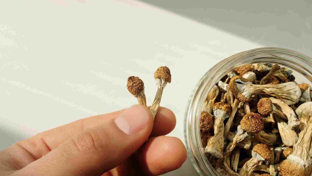 the psilocybin revelation 10 mind blowing secrets you didnt know