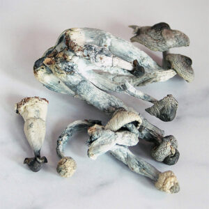 albino penis envy magic mushrooms
