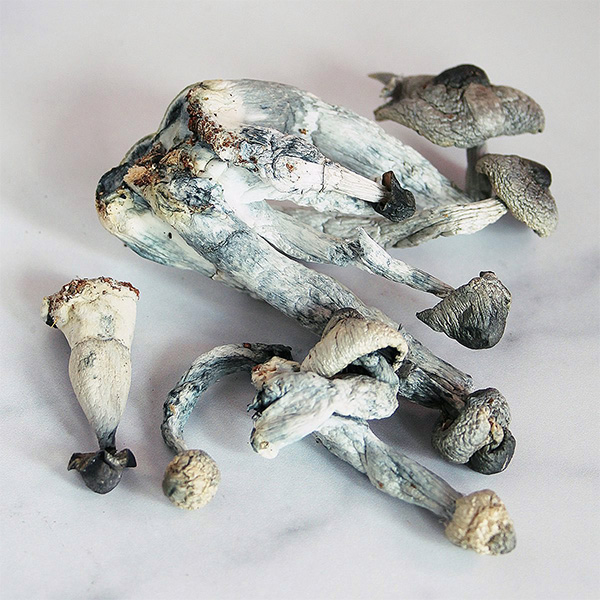 ape-magic-mushrooms albino penis envy magic mushrooms