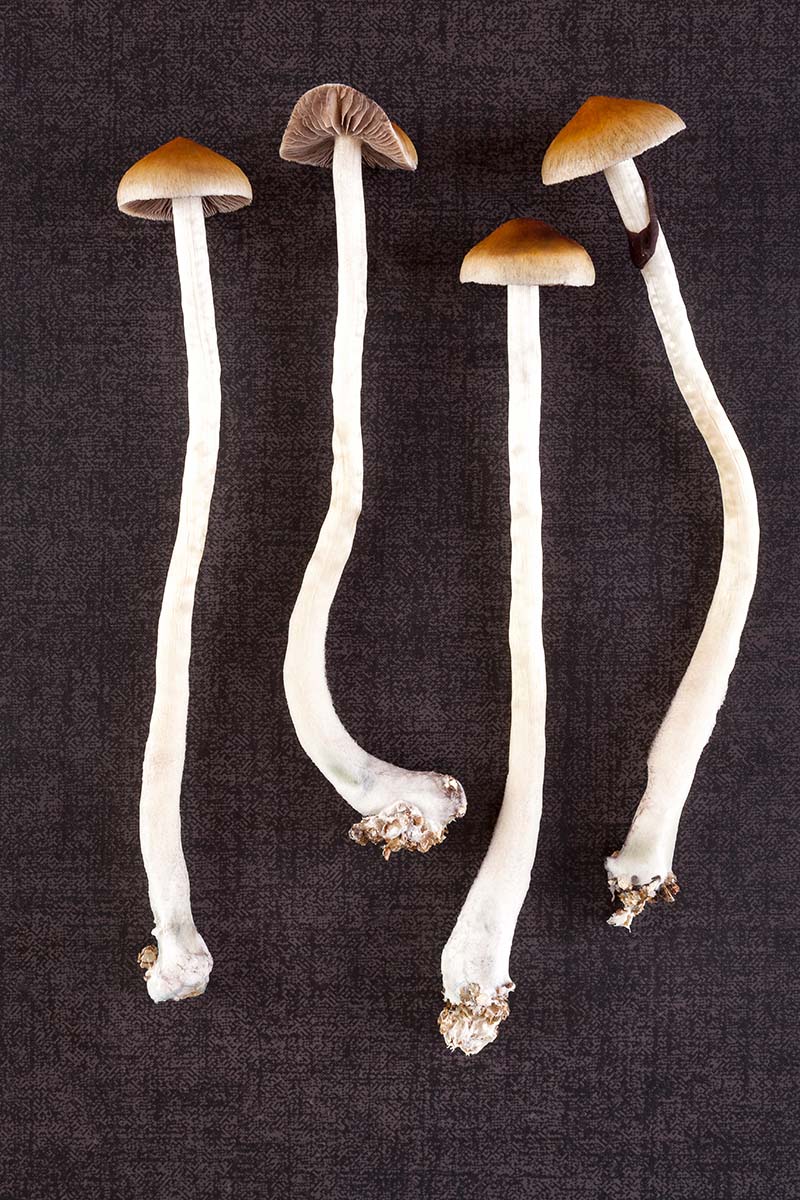 magic mushroom dispensary toronto