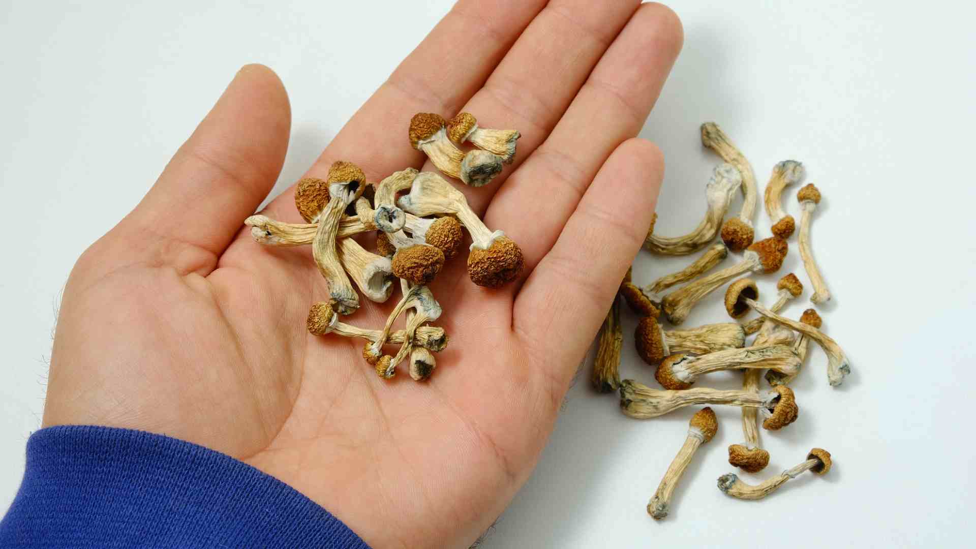 measuring-psilocybin-dosage measuring psilocybin dosage