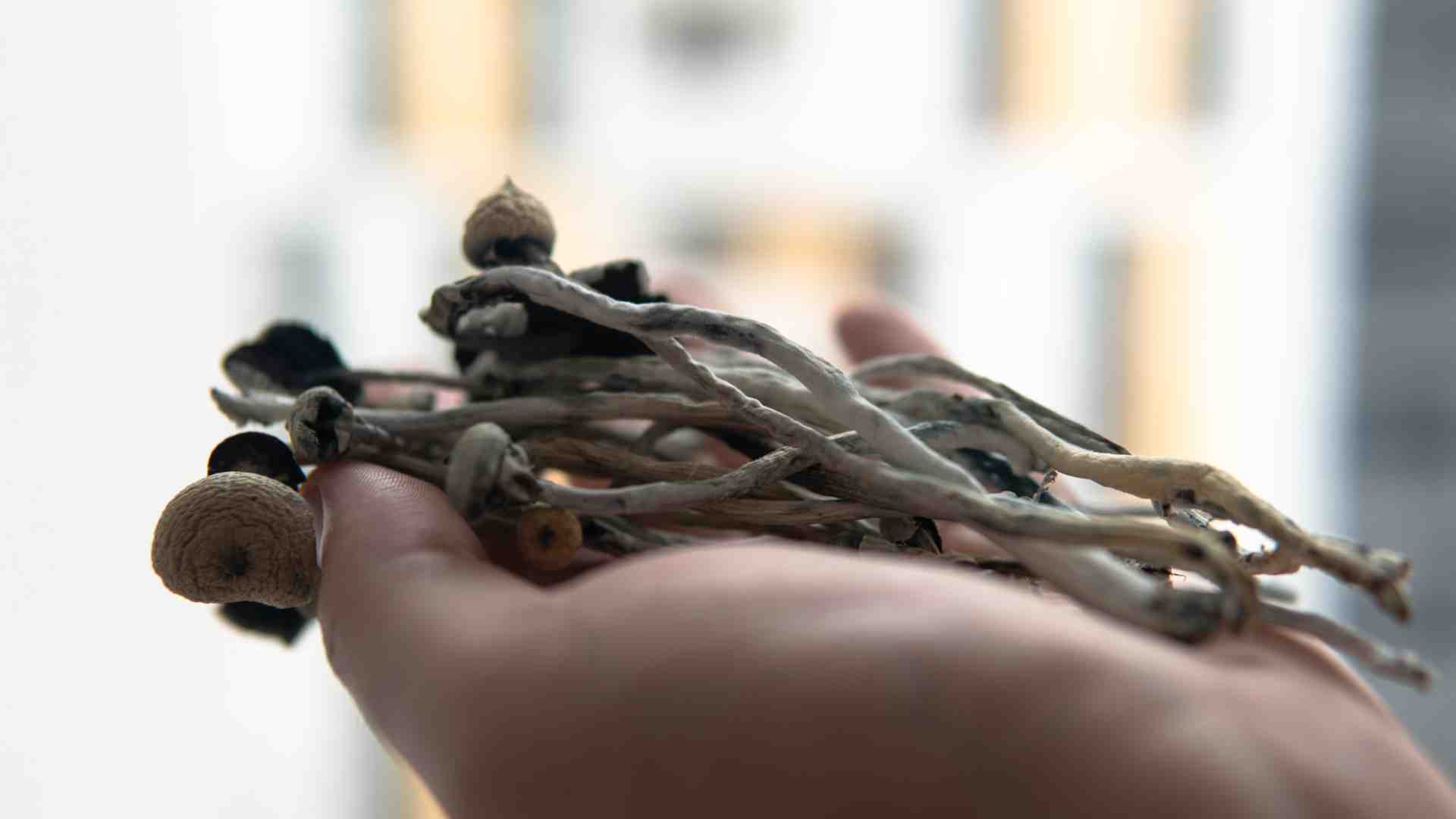 Understanding Psilocybin Potency And Dosage Understanding Psilocybin Potency And Dosage