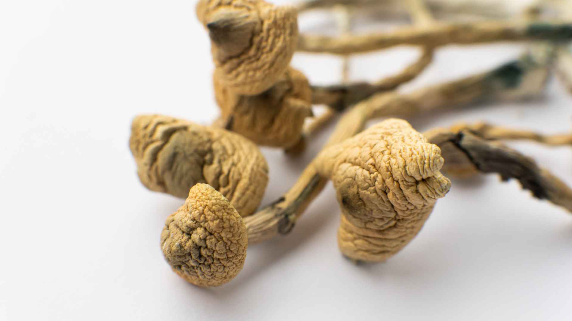 exploring-the-psychedelic-landscape-psilocybin-in-context-legal-insights-and-informed-guidance exploring the psychedelic landscape psilocybin in context legal insights and informed guidance