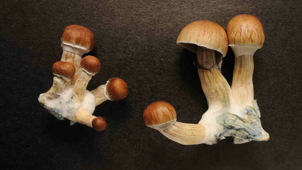 magic mushrooms personal stories of healing and enlightenment