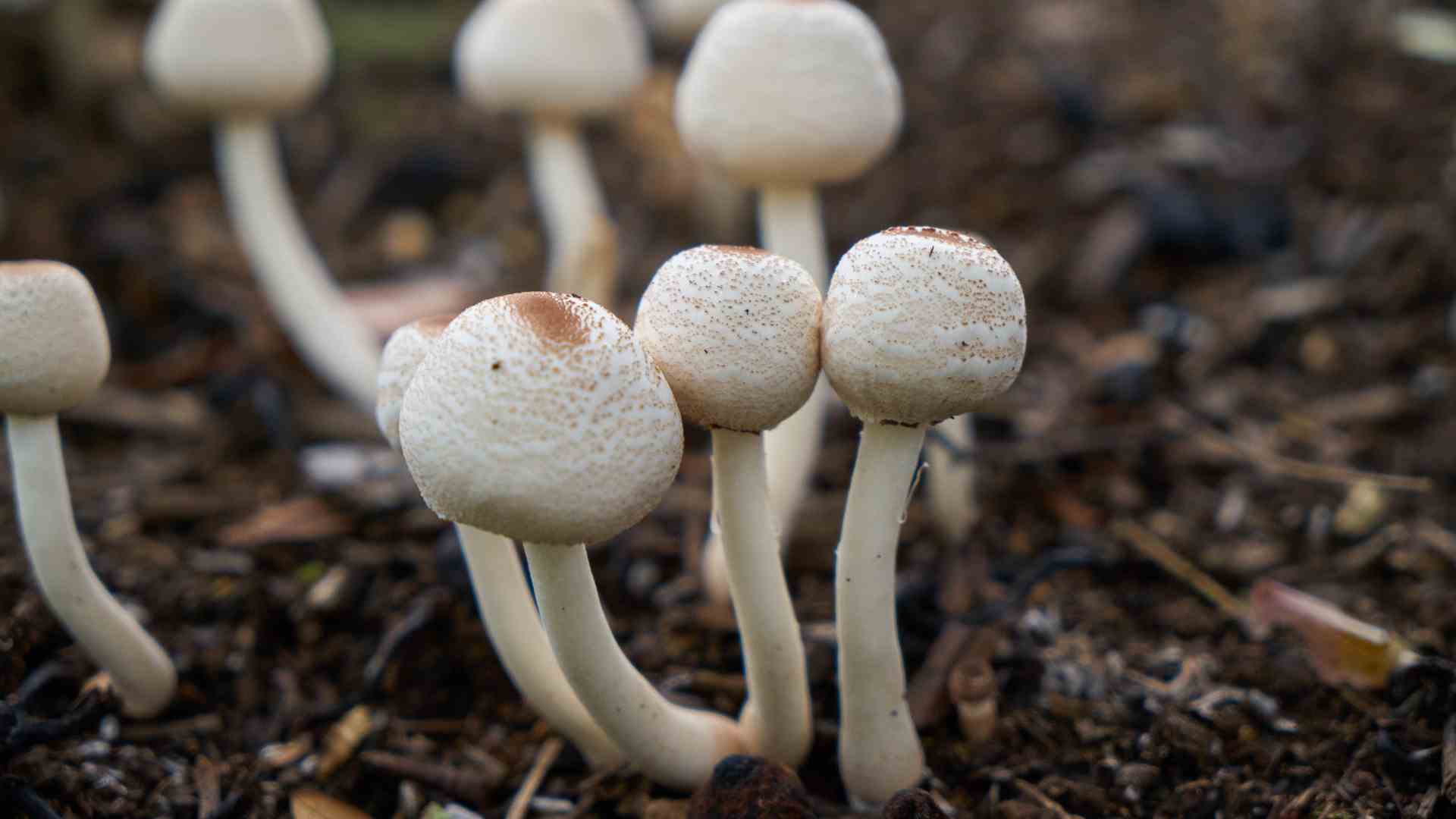 magic-mushrooms-vs-lsd magic mushrooms vs lsd