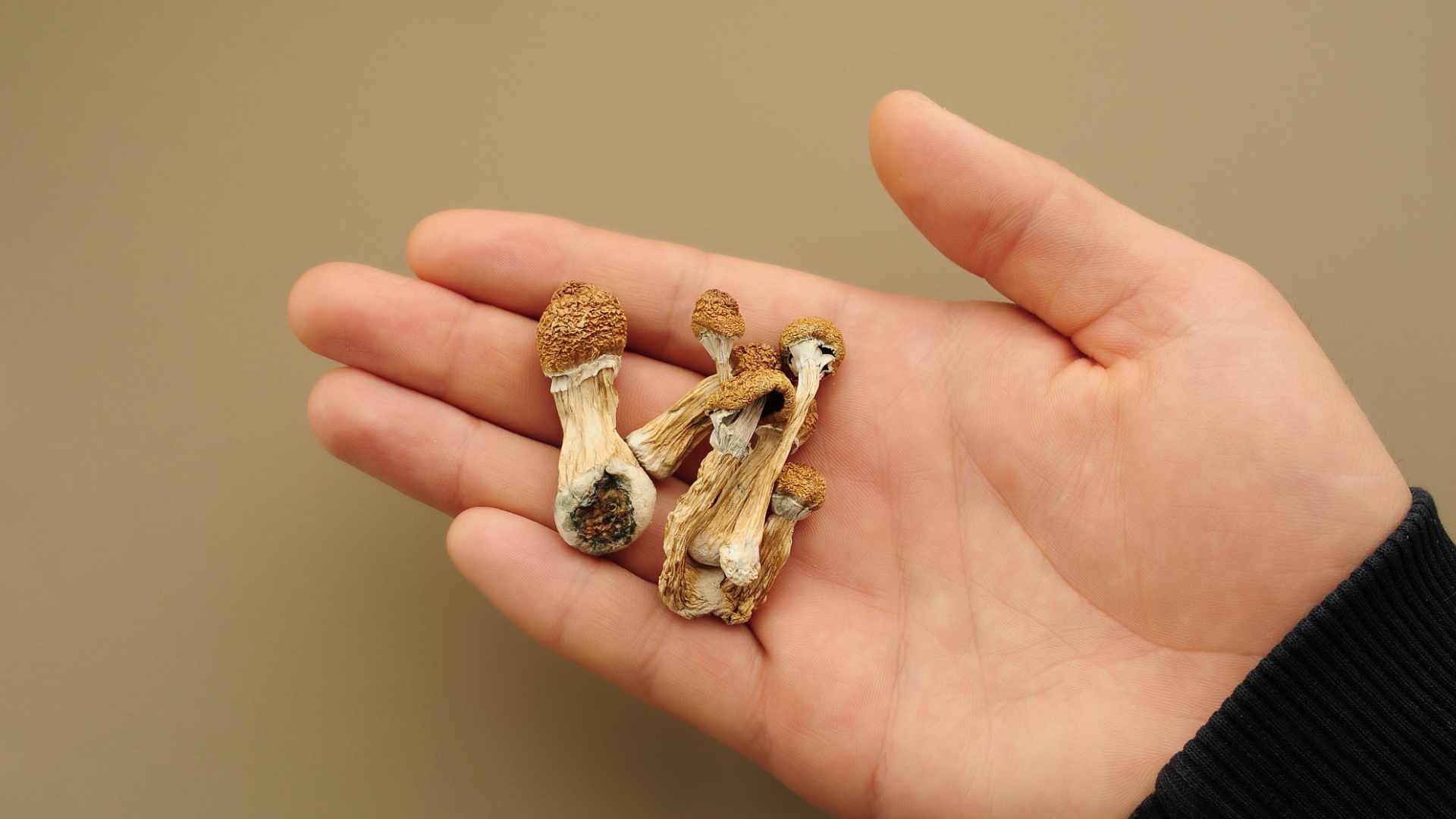 understanding-the-magic-mushroom-experience understanding the magic mushroom experience
