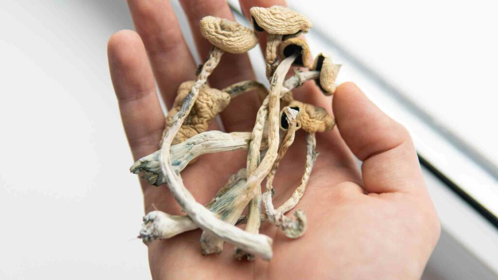 unveiling the diverse types of psilocybin mushrooms