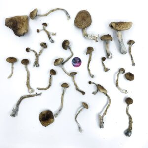 amazonian strain magic mushrooms