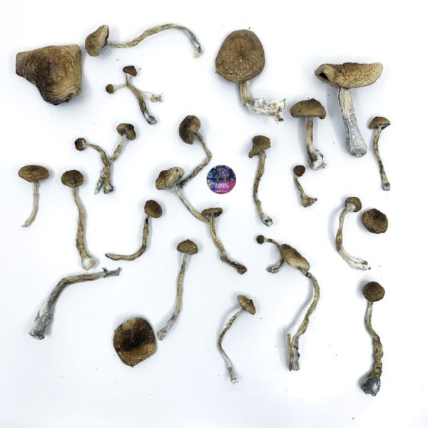 amazonian strain magic mushrooms