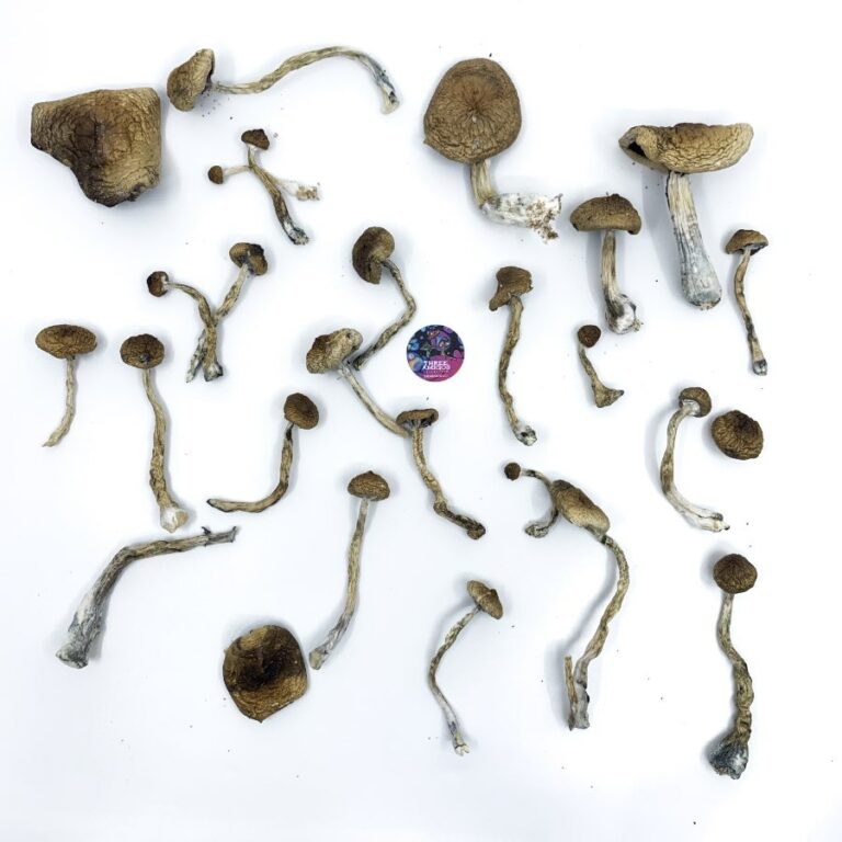 amazonian strain magic mushrooms