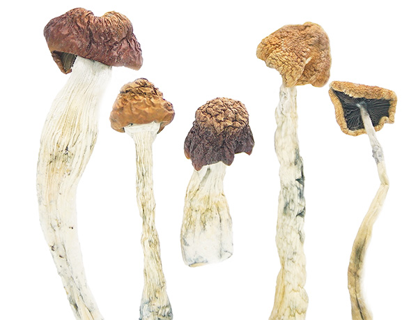 daddy long legs magic mushrooms