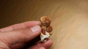 delving into the world of psilocybe cubensis and panaeolus cyanescens mushrooms