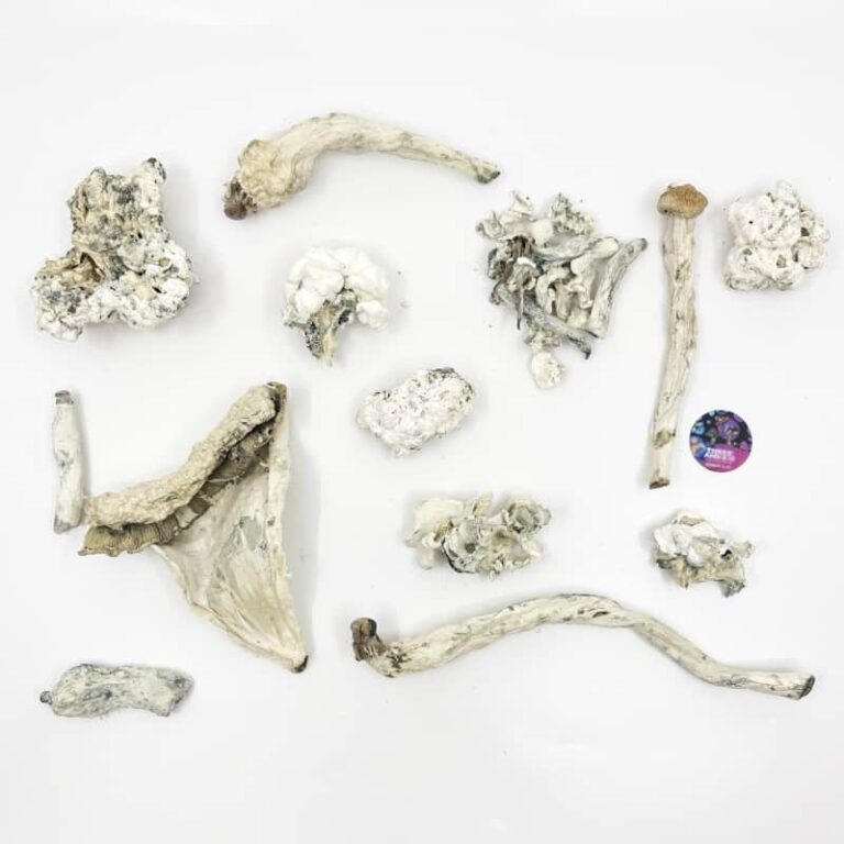 enigma magic mushrooms