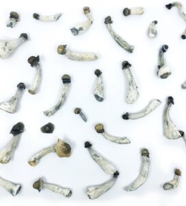 flying saucers (azurescens) magic mushrooms
