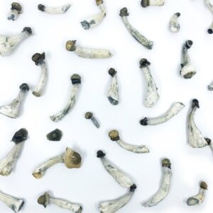 flying saucers (azurescens) magic mushrooms