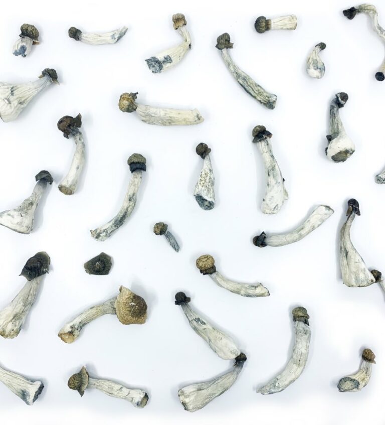 flying saucers (azurescens) magic mushrooms