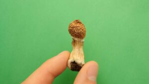 the absolutely ultimate guide to the amazonian strain magic mushroom