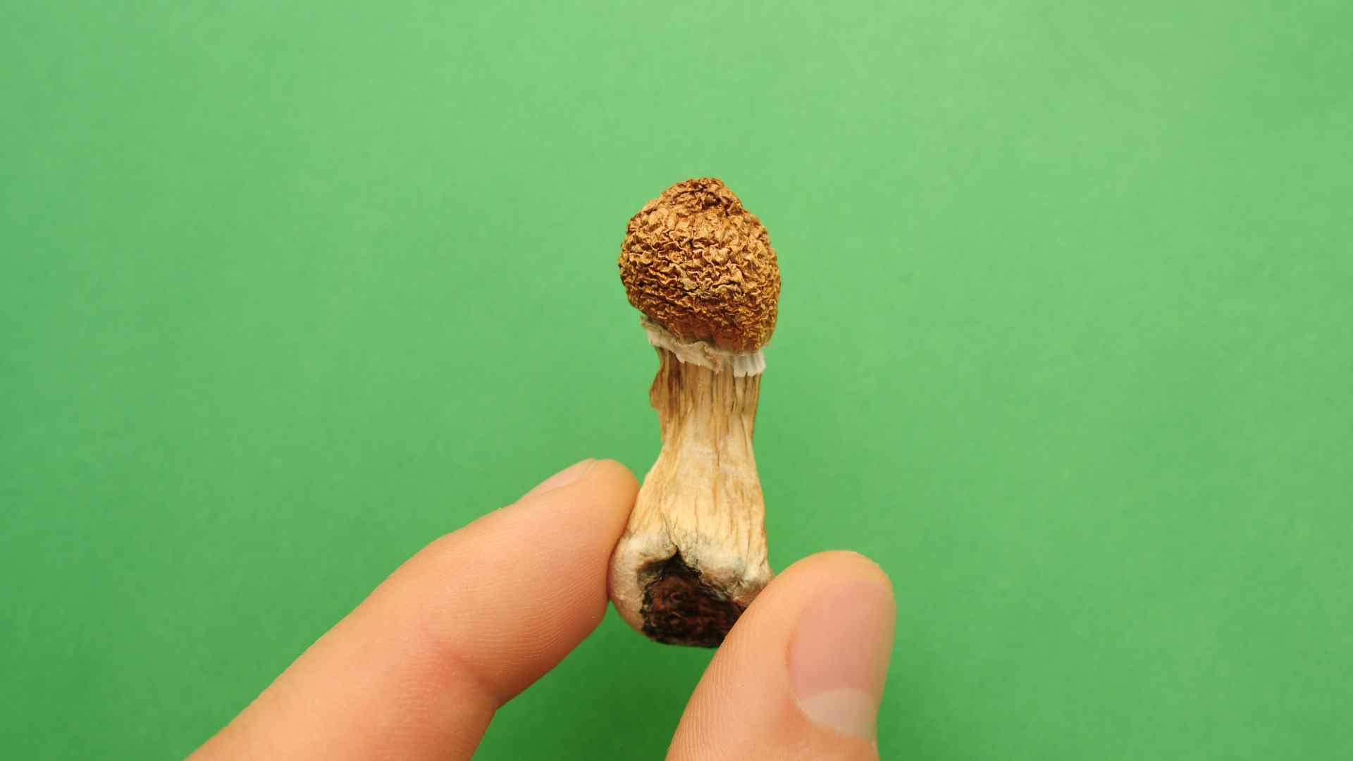 the absolutely ultimate guide to the amazonian strain magic mushroom